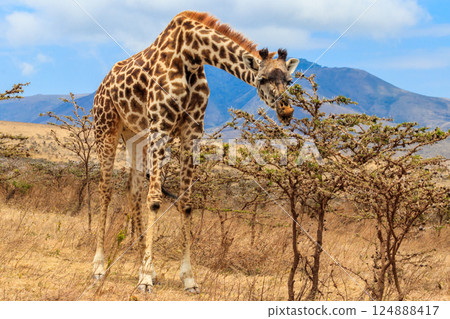 Giraffe in savanna in Serengeti national park in Tanzania. Wild nature of Tanzania, East Africa Giraffe in savanna in Serengeti national park in Tanzania. Wild nature of Tanzania, East Africa 124888417