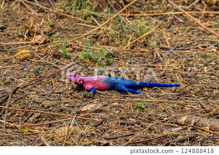 Male mwanza flat-headed rock agama (Agama mwanzae) or the Spider-Man agama on ground in Serengeti  National Park, Tanzania 124888418