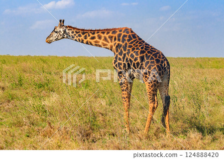 Giraffe in savanna in Serengeti national park in Tanzania. Wild nature of Tanzania, East Africa Giraffe in savanna in Serengeti national park in Tanzania. Wild nature of Tanzania, East Africa 124888420
