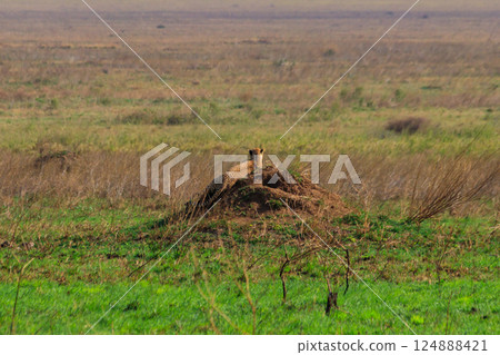 Cheetah (Acinonyx jubatus) on termite mound in savanna in Serengeti National park, Tanzania Cheetah (Acinonyx jubatus) on termite mound in savanna in Serengeti National park, Tanzania 124888421
