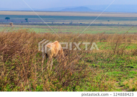 Coke's hartebeest (Alcelaphus buselaphus cokii) or kongoni in Serengeti national park in Tanzania, Africa 124888423