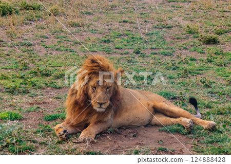Lion (Panthera leo) lying on grass in savannah in Serengeti National Park, Tanzania Lion (Panthera leo) lying on grass in savannah in Serengeti National Park, Tanzania 124888428