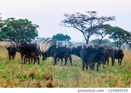 Herd of African buffalo or Cape buffalo (Syncerus caffer) in Serengeti national park, Tanzania Herd of African buffalo or Cape buffalo (Syncerus caffer) in Serengeti national park, Tanzania 124888430