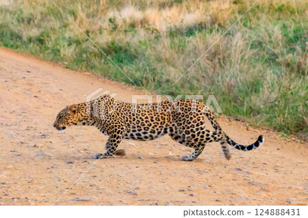 African leopard (Panthera pardus pardus) walking in grass in Serengeti National park, Tanzania African leopard (Panthera pardus pardus) walking in grass in Serengeti National park, Tanzania 124888431