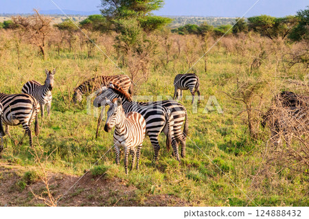 Herd of zebras in savanna in Serengeti national park in Tanzania. Wildlife of Africa 124888432