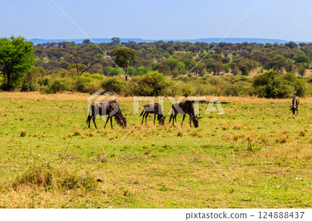 Herd of blue wildebeest (Connochaetes taurinus) in savannah in Serengeti national park in Tanzania. Great migration Herd of blue wildebeest (Connochaetes taurinus) in savannah in Serengeti national park in Tanzania. Great migration 124888437