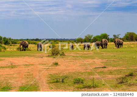 Herd of african elephants in savanna in Serengeti National park in Tanzania 124888440
