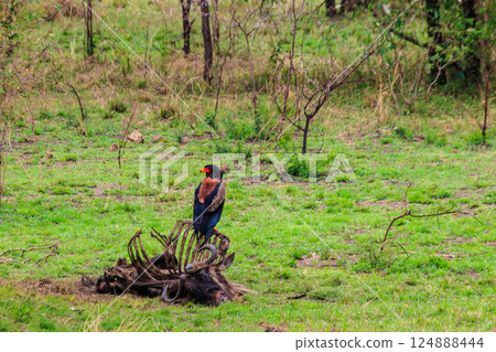 Bateleur (Terathopius ecaudatus) perched on a wildebeest skeleton in Serengeti National park in Tanzania 124888444
