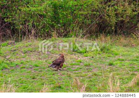 Tawny eagle (Aquila rapax) walking on meadow in Serengeti national park, Tanzania 124888445