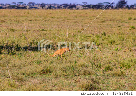 Lion cub defecating in savannah in Serengeti national park, Tanzania Lion cub defecating in savannah in Serengeti national park, Tanzania 124888451