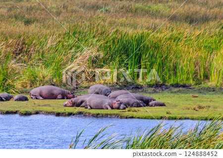 Group of hippos (Hippopotamus amphibius) laying on a lakeshore in Ngorongoro Crater national park, Tanzania 124888452