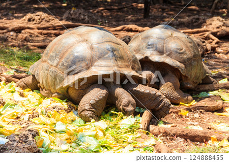 Pair of Aldabra giant tortoises on Prison island, Zanzibar in Tanzania 124888455