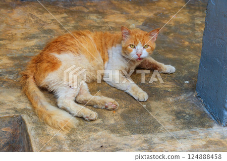 Stray hungry cat on the city street Stray hungry cat on the city street 124888458