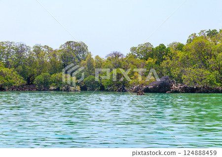 Mangroves in the lagoon of Kwale island. This is a small islet in the south of Zanzibar, Tanzania Mangroves in the lagoon of Kwale island. This is a small islet in the south of Zanzibar, Tanzania 124888459