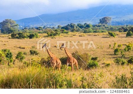 Pair of giraffes walking in Ngorongoro Conservation Area in Tanzania. Wildlife of Africa 124888461