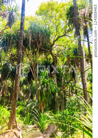 View of Jozani forest in Zanzibar, Tanzania 124888463