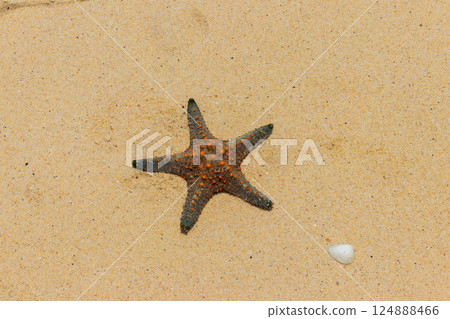 Starfish on the yellow sand beach. Top view Starfish on the yellow sand beach. Top view 124888466