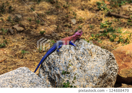 Male mwanza flat-headed rock agama (Agama mwanzae) or the Spider-Man agama on a stone in Serengeti National Park, Tanzania Male mwanza flat-headed rock agama (Agama mwanzae) or the Spider-Man agama on a stone in Serengeti National Park, Tanzania 124888470