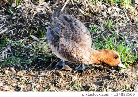 A flock of Wigeons eating grass on the bank of the Nakatsugawa River in Morioka City, Iwate Prefecture, where the snow has melted. 124888509