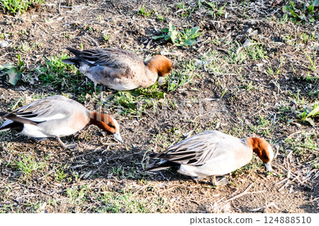 A flock of Wigeons eating grass on the bank of the Nakatsugawa River in Morioka City, Iwate Prefecture, where the snow has melted. A flock of Wigeons eating grass on the bank of the Nakatsugawa River in Morioka City, Iwate Prefecture, where the snow has melted. 124888510