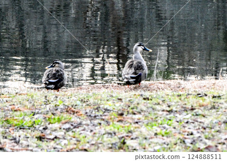 A pair of spot-billed ducks resting in a pond at Takizawa Forest Park in Iwate Prefecture A pair of spot-billed ducks resting in a pond at Takizawa Forest Park in Iwate Prefecture 124888511