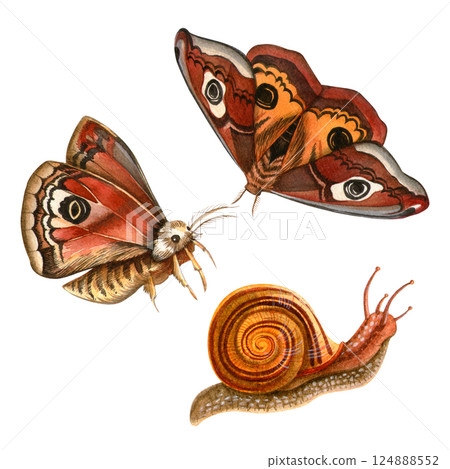 Insects set - saturnia pavonia butterflies and snail clipart. Hand painted watercolor illustration. Isolated peacock butterfly and escargot. Ideal for autumn prints, patterns seasonal card, stickers. 124888552
