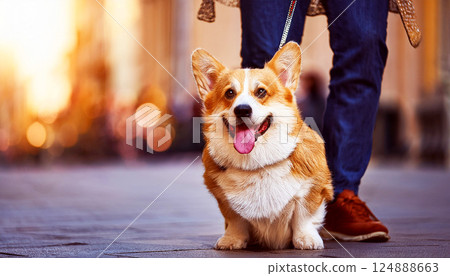 Welsh Corgi Pembroke dog on a leash during a city walk, dog on the street, urban dog walk, pet lifestyle, city living, or dog care themes, portrait of a red dog 124888663