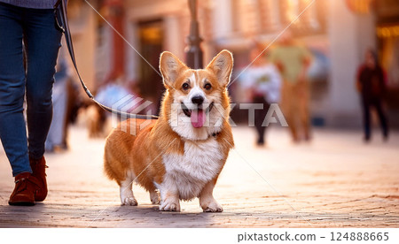 Welsh Corgi Pembroke dog on a leash during a city walk, dog on the street, urban dog walk, pet lifestyle, city living, or dog care themes, portrait of a red dog 124888665