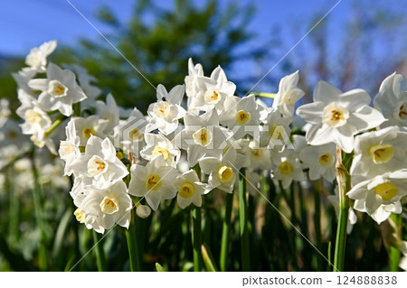 Narcissus Narcissus 124888838