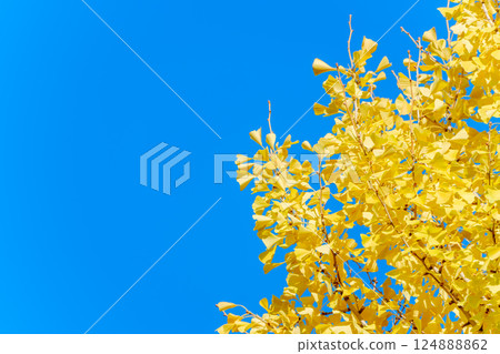 Golden ginkgo leaves shining against the blue sky Golden ginkgo leaves shining against the blue sky 124888862