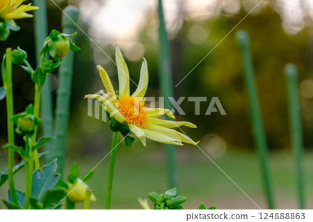 A garden filled with unique yellow dahlias A garden filled with unique yellow dahlias 124888863