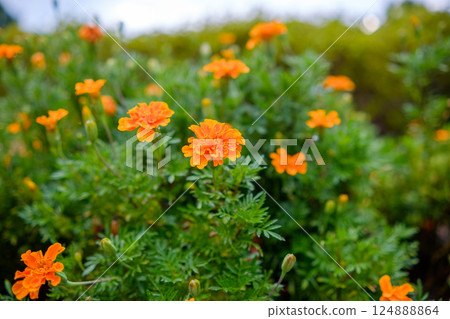 Bright orange marigolds blooming 124888864
