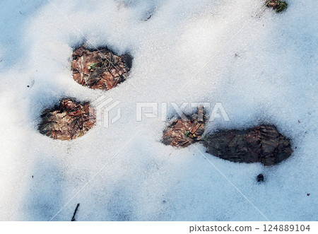 融化的雪中野兔的腳印 融化的雪中野兔的腳印 124889104