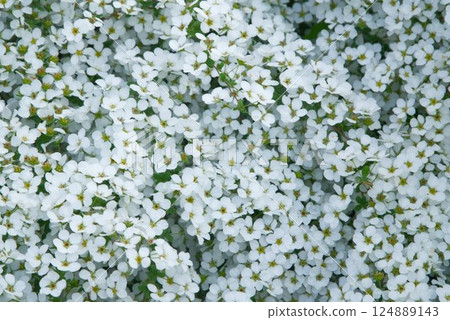  白花 124889143