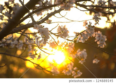 Cherry blossoms at Shinkita Green Space illuminated by the setting sun Cherry blossoms at Shinkita Green Space illuminated by the setting sun 124889145