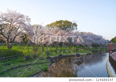 Cherry blossoms in full bloom and the river at Shinkita Green Space Cherry blossoms in full bloom and the river at Shinkita Green Space 124889147