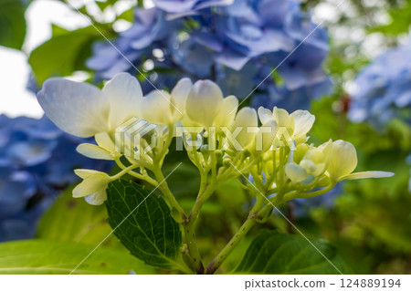 Pale yellow hydrangeas decorate an early summer garden 124889194