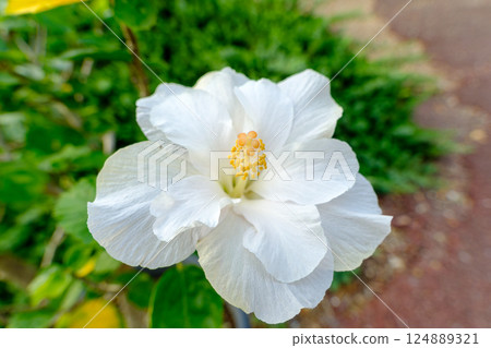 美麗的白色盛開的芙蓉花 美麗的白色盛開的芙蓉花 124889321