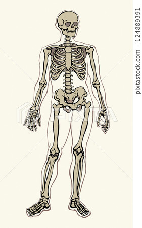 Human skeleton. Vector schematic drawing 124889391