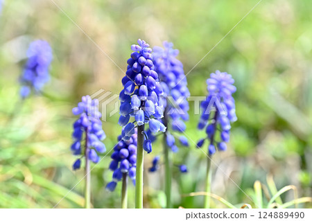 Blue Muscari Flower 124889490