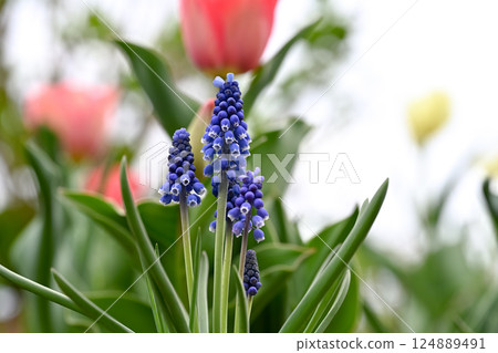 藍色穆斯卡里花 124889491