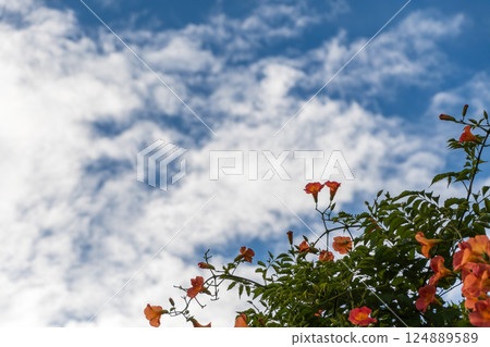 喇叭花在天空中閃閃發光 124889589