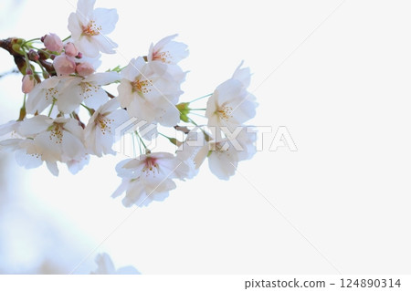 Close-up of a pure Yoshino cherry blossom [White background] [Sky background] 124890314