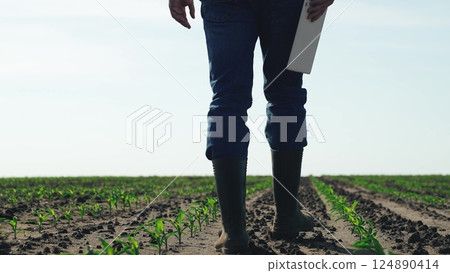 Farmer walks through agricultural field. Businessman man farmer checks beds walks through cornfield with tablet assesses condition of soil plants checks health of plants presence of pests diseases. 124890414