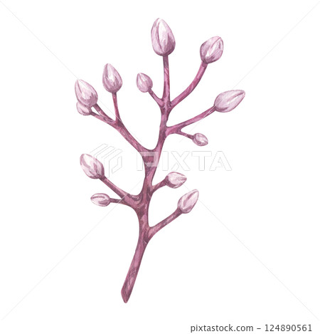 Watercolor twig with buds. Closed pink flowers carambola fruit. Botanical branch exotic star apple, cherry, almond, plum, sakura. Hand drawn illustration isolated on white background. 124890561