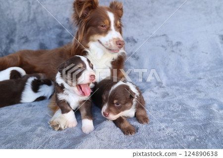 A mother dog and her puppies are laying on a couch A mother dog and her puppies are laying on a couch 124890638