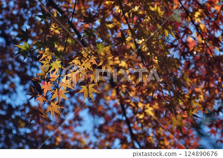 Autumn maple leaves 124890676