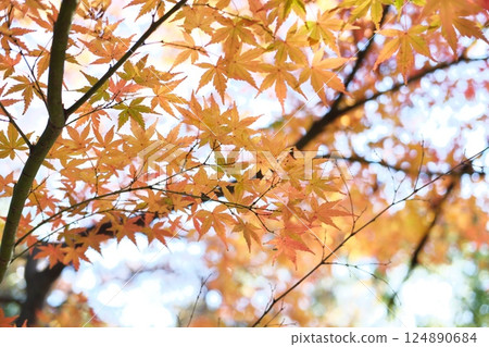 Bright autumn leaves 124890684