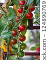 Cherry tomatoes 124890769