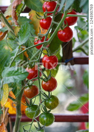 Cherry tomatoes 124890769
